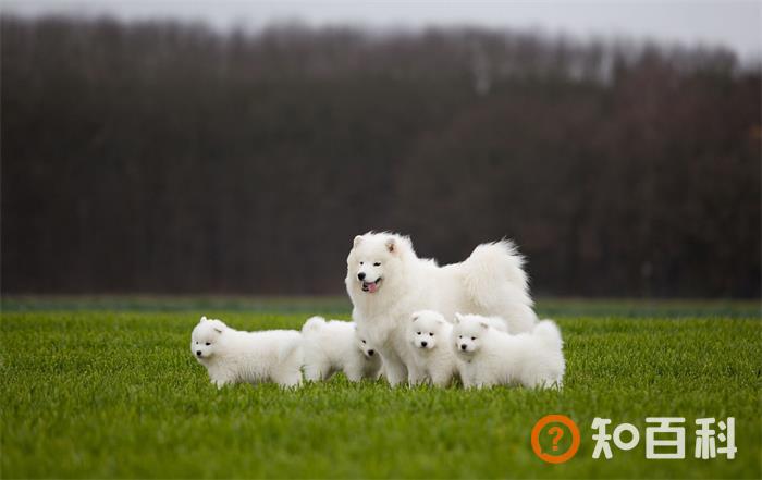 萨摩耶犬简介_萨摩耶犬价格_萨摩耶犬的寿命_萨摩耶犬的特征特点