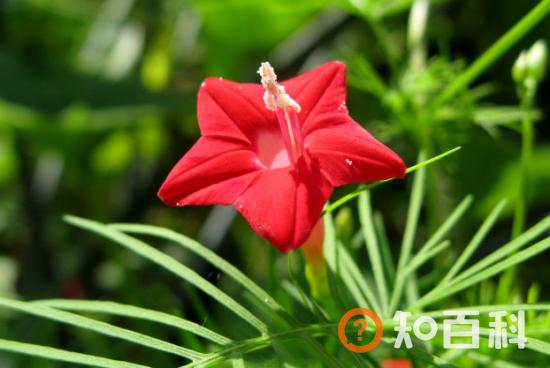 茑萝花的花语