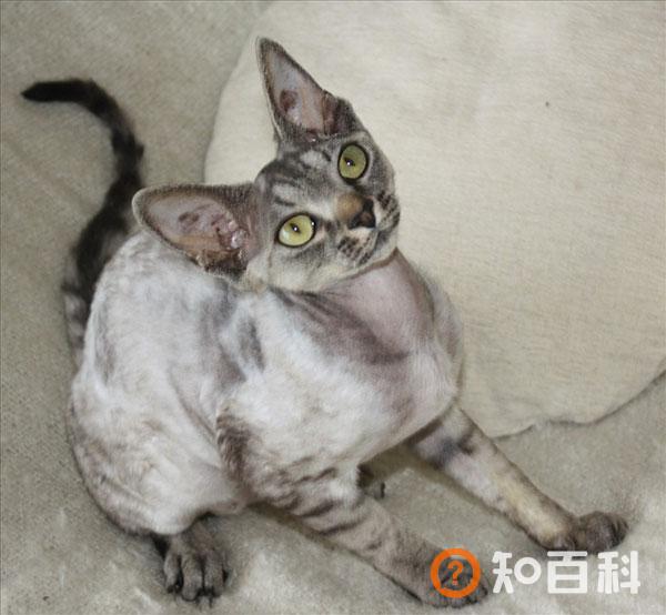 德文卷毛猫简介_德文卷毛猫价格_德文卷毛猫的寿命_德文卷毛猫的特征特点