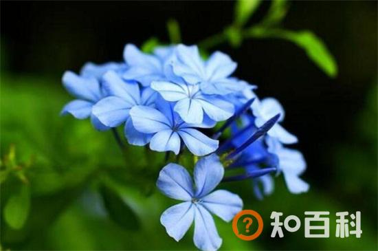 蓝雪花的花语和传说