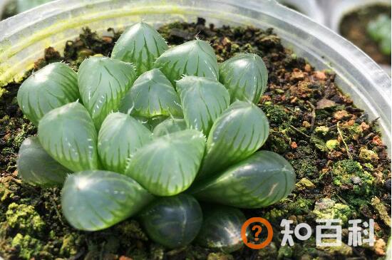 玉露多肉多久浇一次水