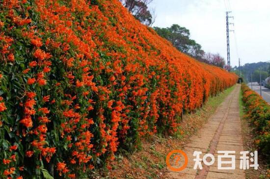 适合在冬季养殖-不怕冷的花卉