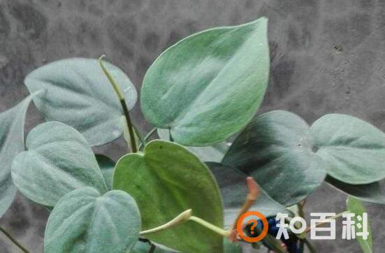 【心叶藤】心叶藤的花语，心叶藤的摆放禁忌