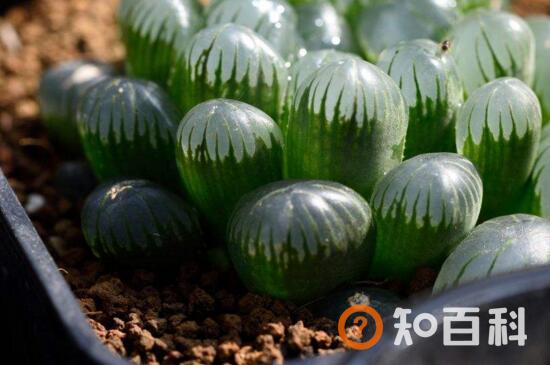 玉露多肉多久浇一次水