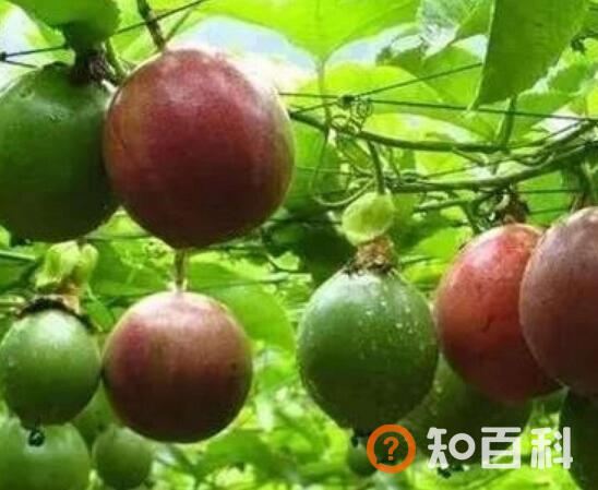【百香果】百香果是凉性还是热性
