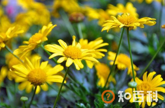 玛格丽特花的养殖方法及注意事项