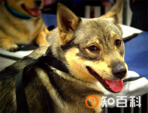 瑞典柯基犬简介_瑞典柯基犬价格_瑞典柯基犬的寿命_瑞典柯基犬的特征特点