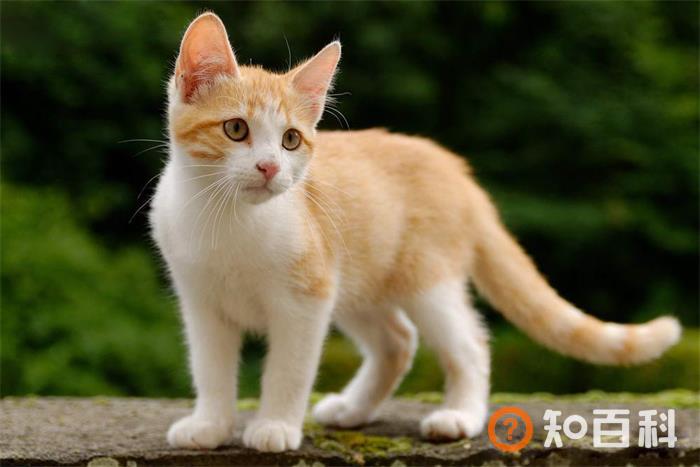 土耳其梵猫简介_土耳其梵猫价格_土耳其梵猫的寿命_土耳其梵猫的特征特点