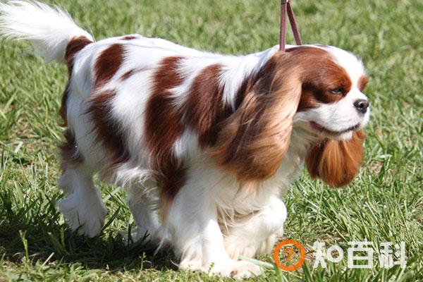 查理士王小猎犬简介，查理士王小猎犬价格，查理士王小猎犬的寿命，查理士王小猎犬的特征特点