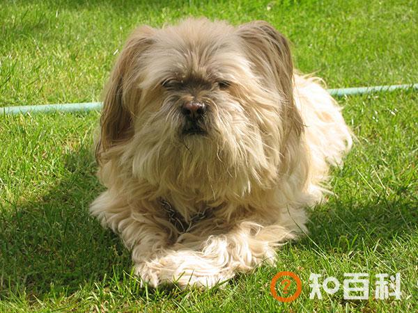 拉萨犬简介_拉萨犬价格_拉萨犬的寿命_拉萨犬的特征特点