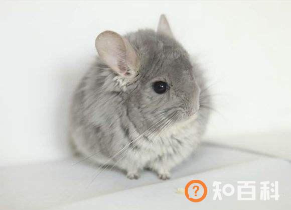 标准灰龙猫简介_标准灰龙猫价格_标准灰龙猫的寿命_标准灰龙猫的特征特点