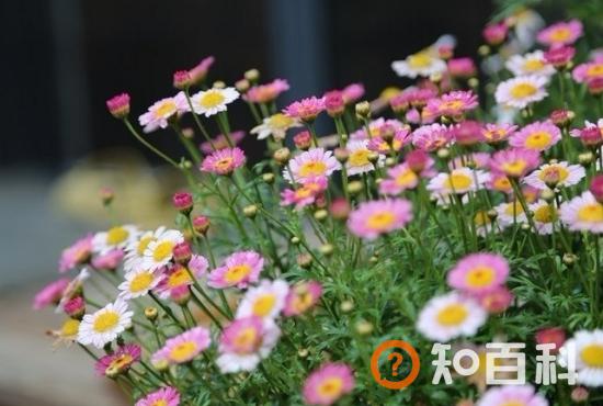 玛格丽特花的养殖方法及注意事项