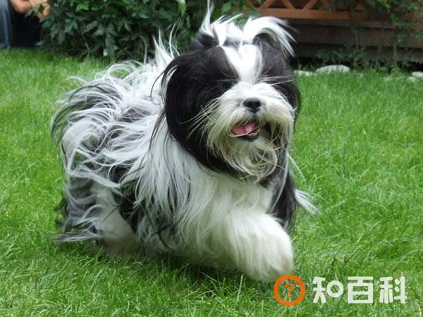 拉萨犬简介_拉萨犬价格_拉萨犬的寿命_拉萨犬的特征特点