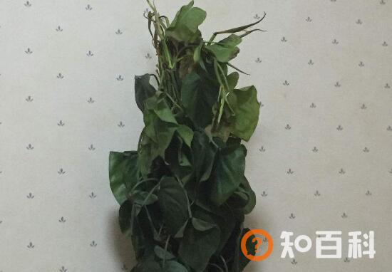 【心叶藤】心叶藤的花语，心叶藤的摆放禁忌