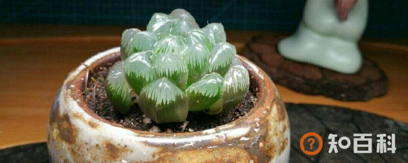 玉露多肉多久浇一次水