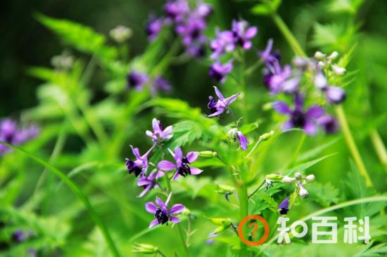 【还亮草】还亮草的传说，还亮草的栽培方法及注意事项