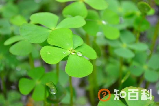 【幸运草】幸运草的种植方法，幸运草叶子代表的意义