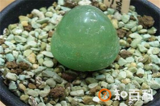 多肉灯泡能长多大，一般能长到2.5～4厘米左右