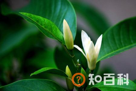 黄桷兰的养殖方法与注意事项