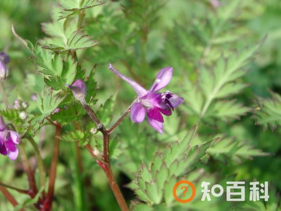 【还亮草】还亮草的传说，还亮草的栽培方法及注意事项