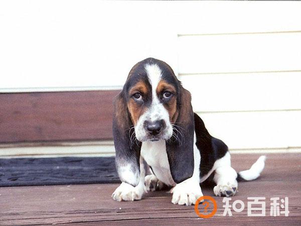 巴吉度猎犬简介_巴吉度猎犬价格_巴吉度猎犬的寿命_巴吉度猎犬的特征特点