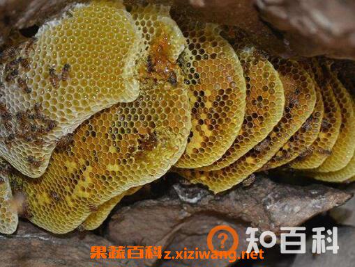 岩蜜的功效与作用