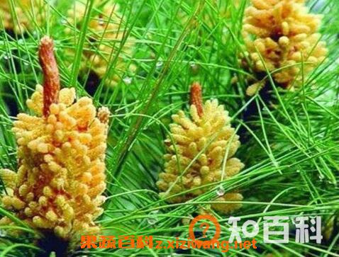 国珍松花粉怎么吃 国珍松花粉什么时候吃