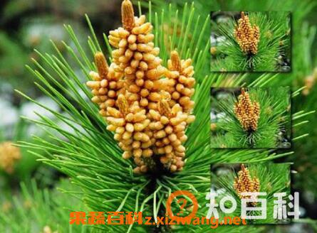 松树花粉的作用与功效