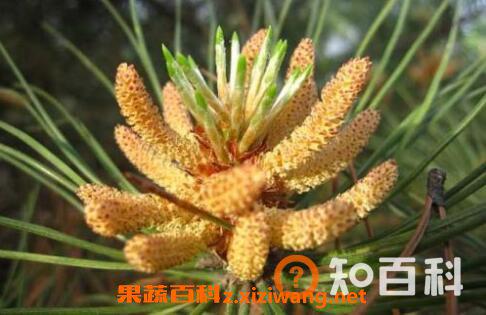 松树花粉的作用与功效