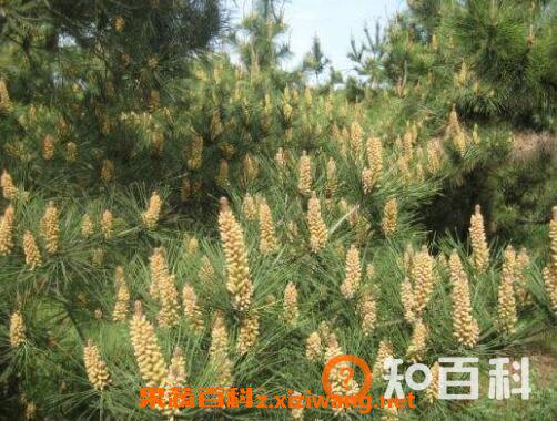 自采松花粉能吃吗 自采松花粉怎么吃