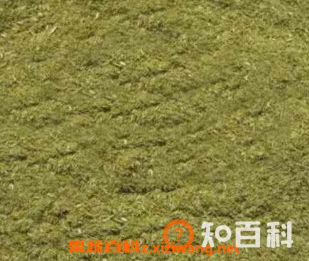 松针花粉的功效与作用