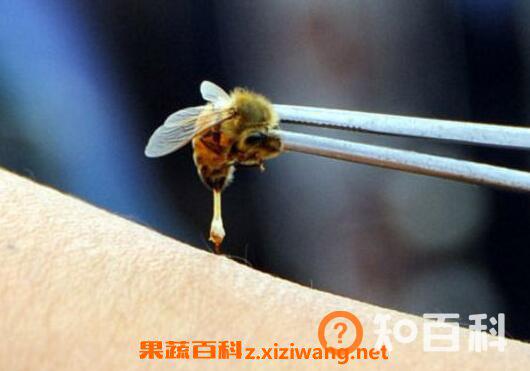被蜜蜂蛰了怎么处理 被蜜蜂蛰了怎么办