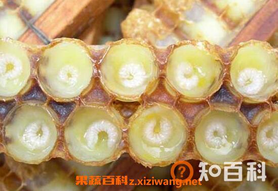 蜂王浆的味道好吗_为什么蜂王浆的味道怪怪的_蜂王浆怎么吃