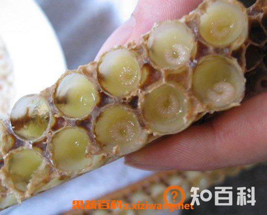蜂王浆的味道好吗_为什么蜂王浆的味道怪怪的_蜂王浆怎么吃