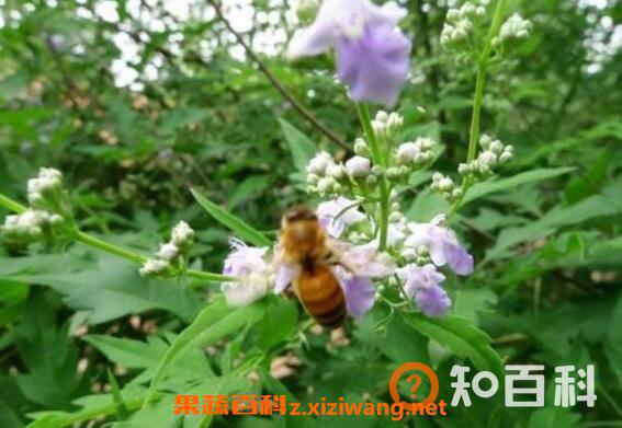 荆条蜜的功效与作用及食用禁忌
