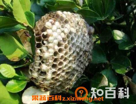 蜂房的功效与作用及药用价值
