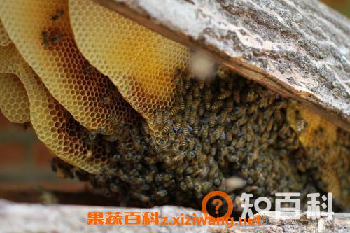 土蜂巢有什么作用 土蜂巢的功效与作用