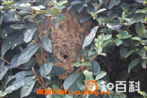 土蜂巢有什么作用 土蜂巢的功效与作用