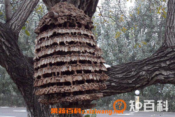 马蜂窝泡水喝的功效与作用 马蜂窝泡水喝有哪些好处