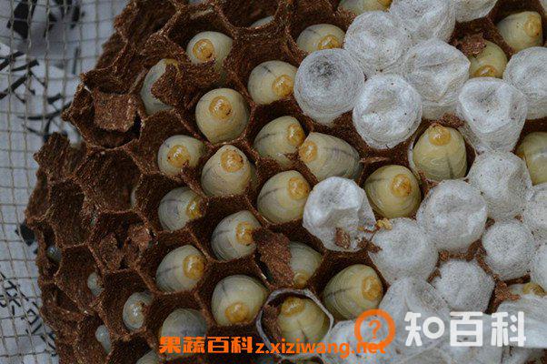 马蜂蛹泡酒的作用与功效 马蜂蛹吃了有什么用