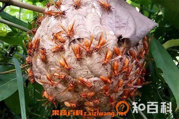 野生马蜂窝如何泡酒 野生马蜂窝泡酒的方法