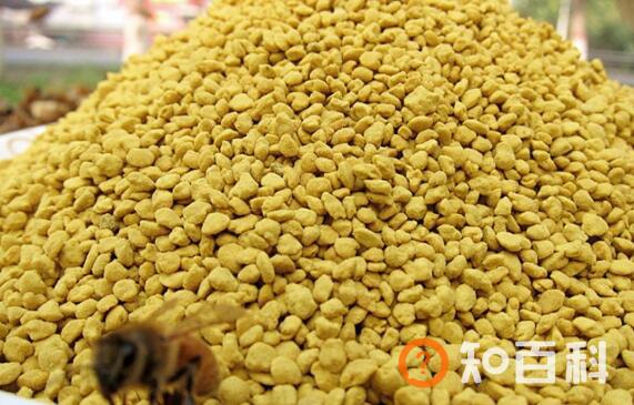油菜花粉的功效与作用 油菜花粉怎么吃