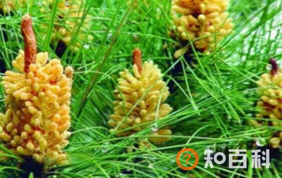 云南松花粉的功效与作用 吃云南松花粉的好处有哪些
