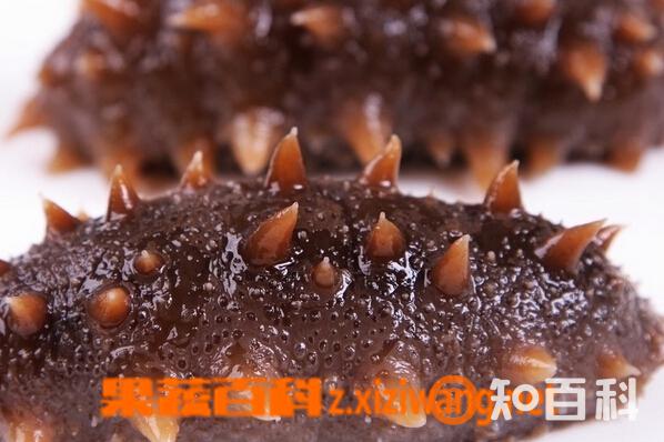海参有什么功效与作用