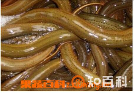 野生黄鳝的营养价值