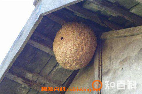 野生马蜂窝如何泡酒 野生马蜂窝泡酒的方法