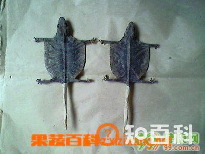 蛤蚧的功效与药用价值