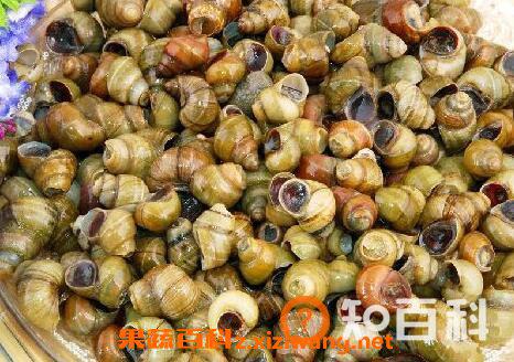 炒田螺壳的功效与作用