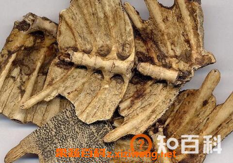 鳖甲壳的功效与作用 鳖甲壳的药用价值