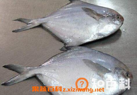 海鲳鱼怎么去腥 海鲳鱼怎么做不腥